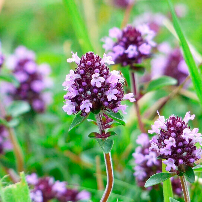 Насіння чебрецю «Богородська трава»