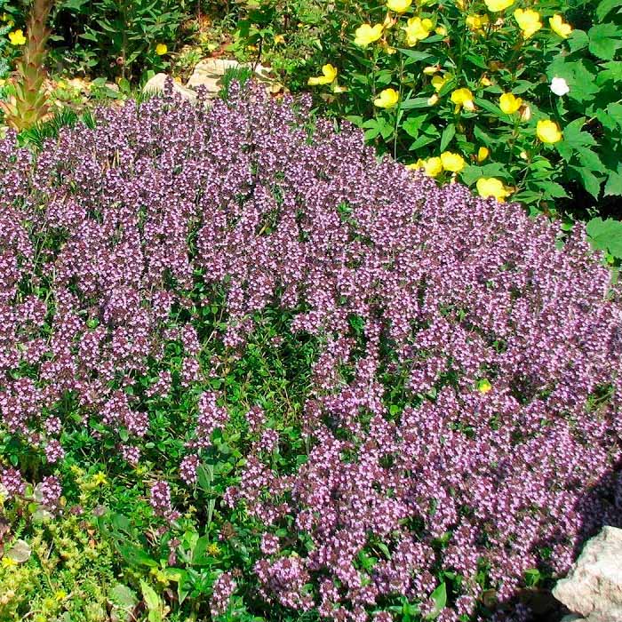 Насіння чебрецю «Богородська трава»