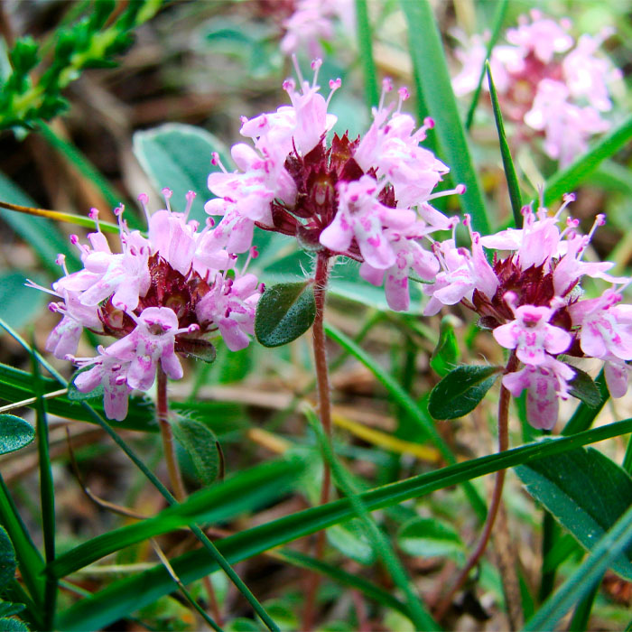 Насіння чебрецю «Богородська трава»