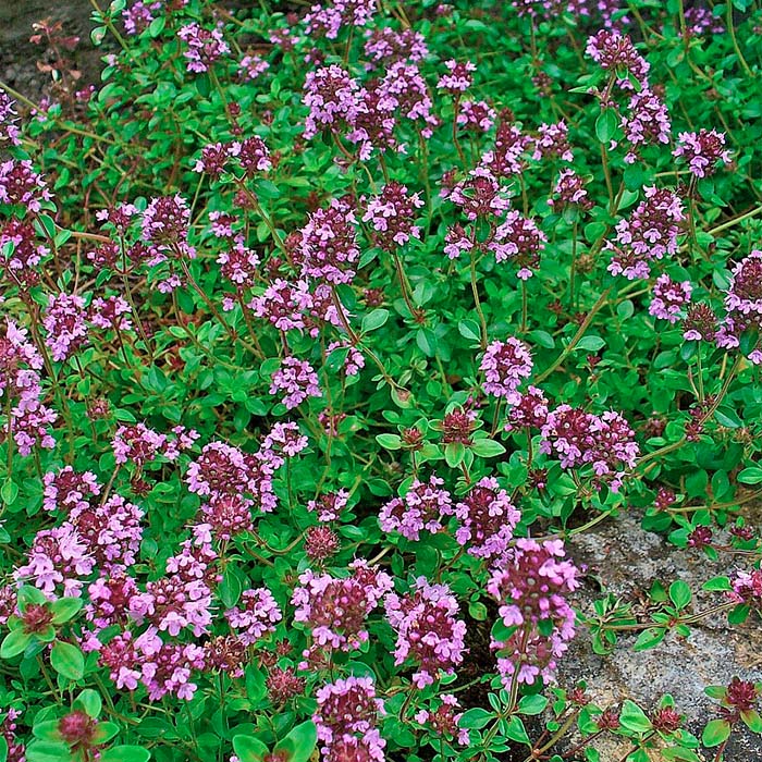 Насіння чебрецю «Богородська трава»