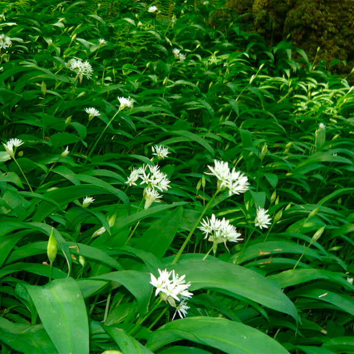Насіння черемші «Дикий часник»