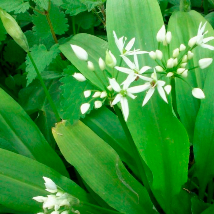 Насіння черемші «Дикий часник»