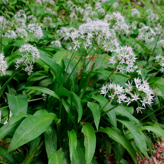 Насіння черемші «Дикий часник»