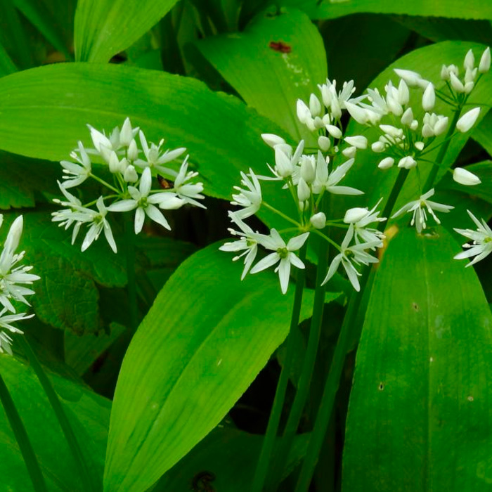 Насіння черемші «Дикий часник»