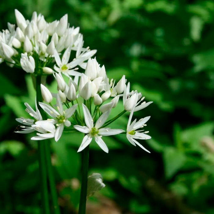 Насіння черемші «Дикий часник»