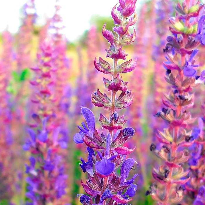 Насіння гісопу лікарського «Аристократ»