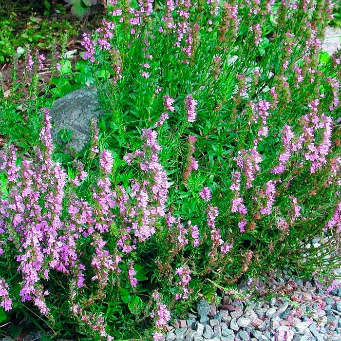 Насіння гісопу лікарського «Аристократ»