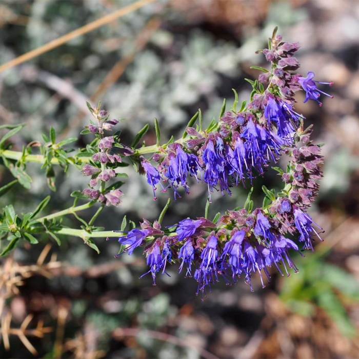 Насіння гісопу лікарського «Аристократ»