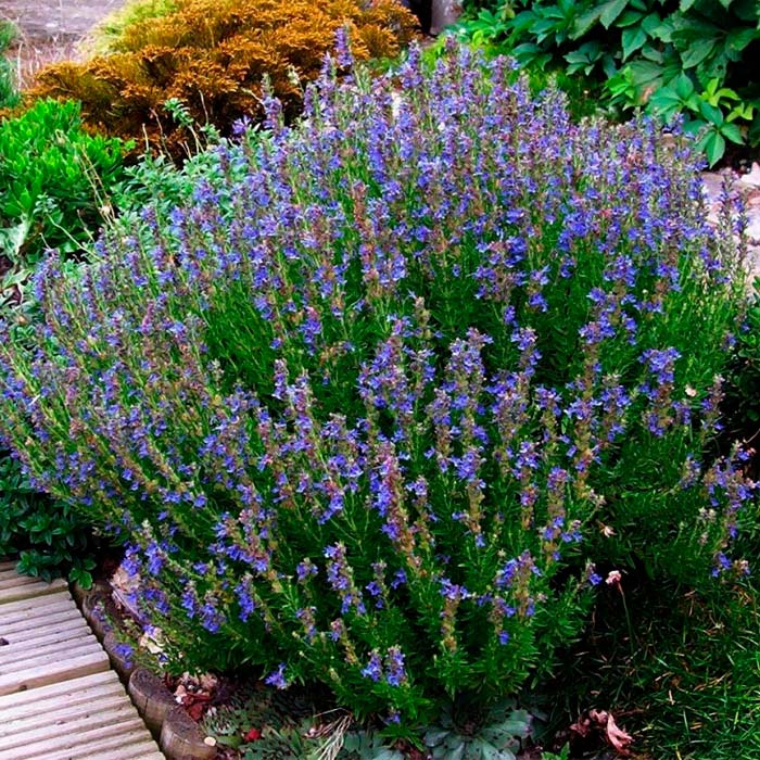 Насіння гісопу лікарського «Аристократ»