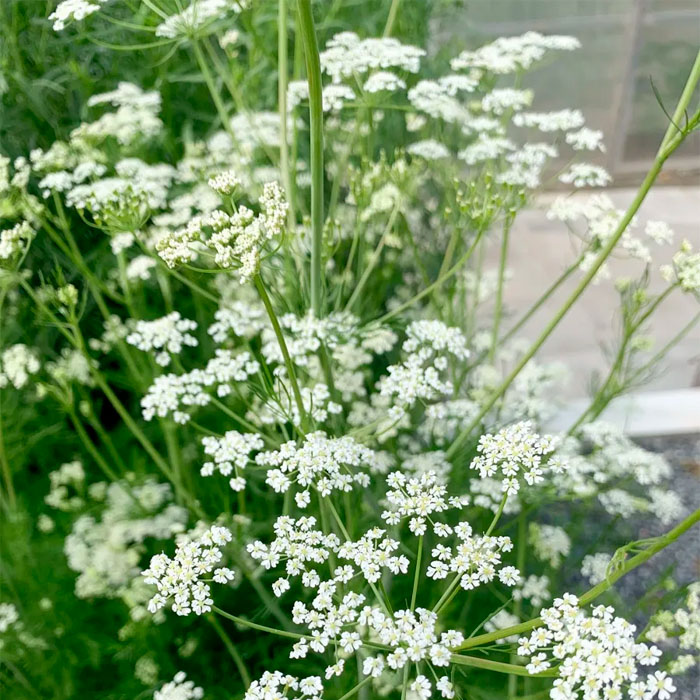 Насіння кмину «Апетитний»