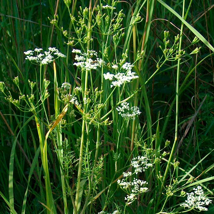 Насіння кмину «Апетитний»