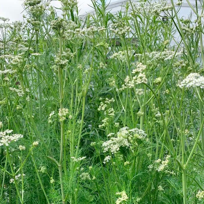 Насіння кмину «Апетитний»