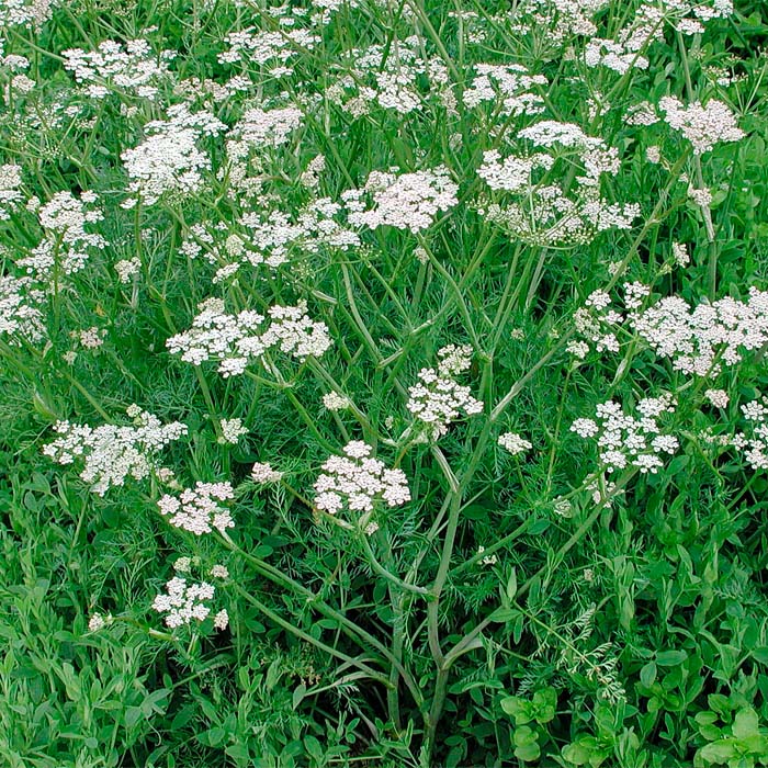 Насіння кмину «Апетитний»