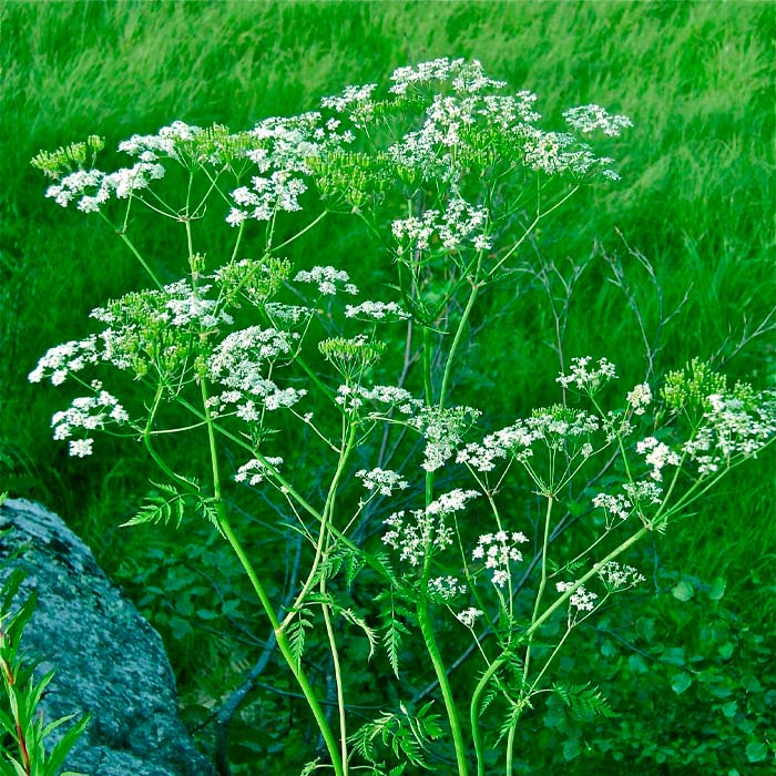 Насіння кмину «Апетитний»