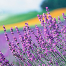 Насіння лаванди «Кримська»