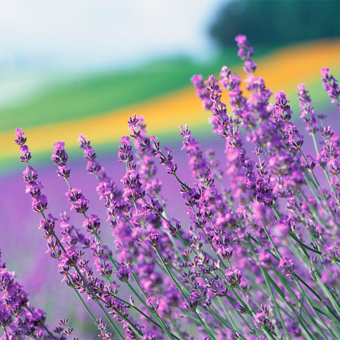 Насіння лаванди «Кримська»