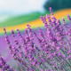 Насіння лаванди «Кримська»