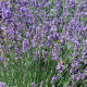 Насіння лаванди «Кримська»