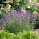 Насіння лаванди «Кримська»