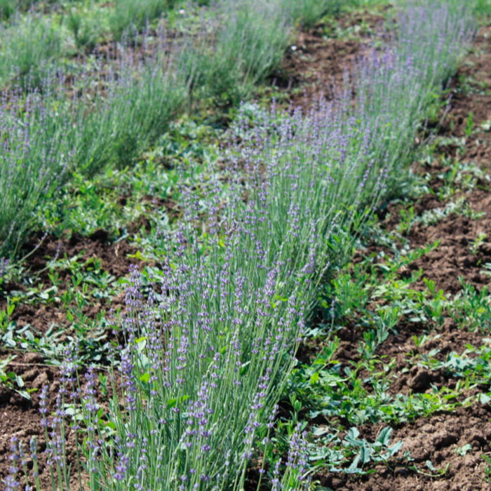Насіння лаванди «Кримська»