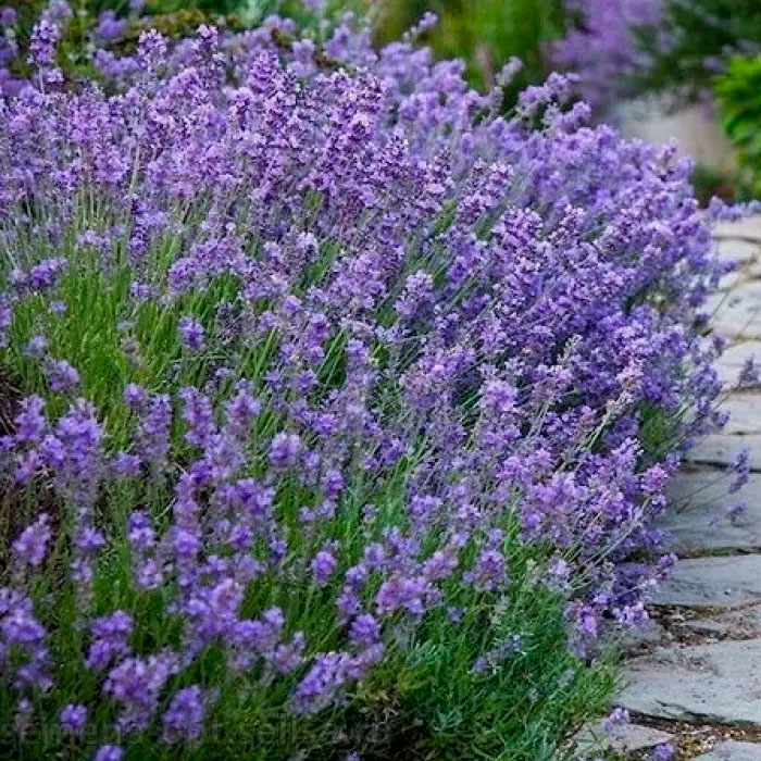 Насіння лаванди «Вузьколиста»