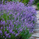 Насіння лаванди «Вузьколиста»