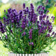 Насіння лаванди «Вузьколиста»