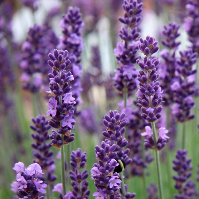 Насіння лаванди «Вузьколиста»