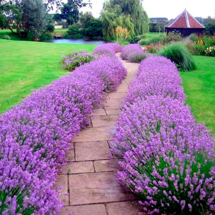 Насіння лаванди «Вузьколиста»