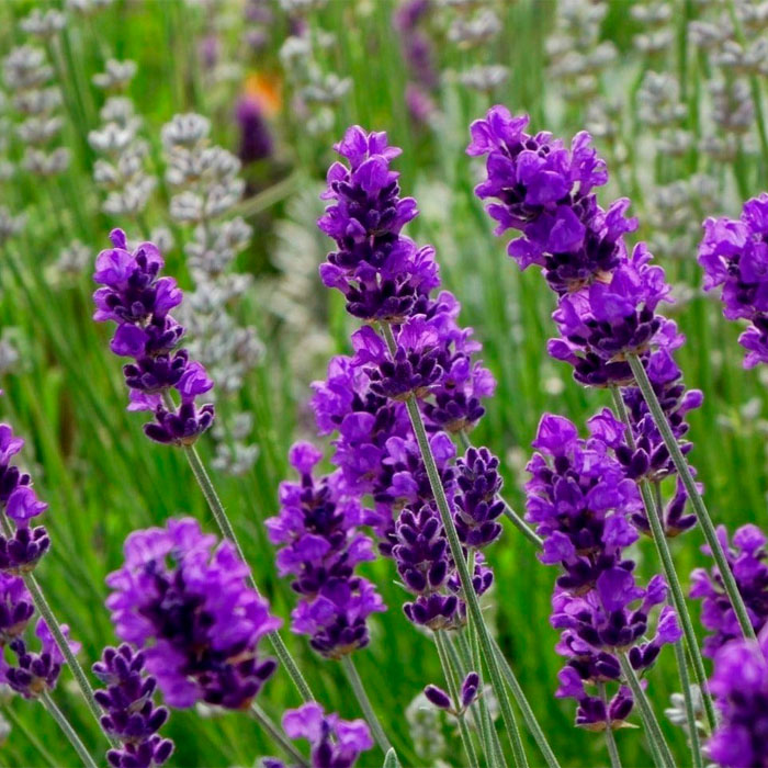 Насіння лаванди «Вузьколиста»