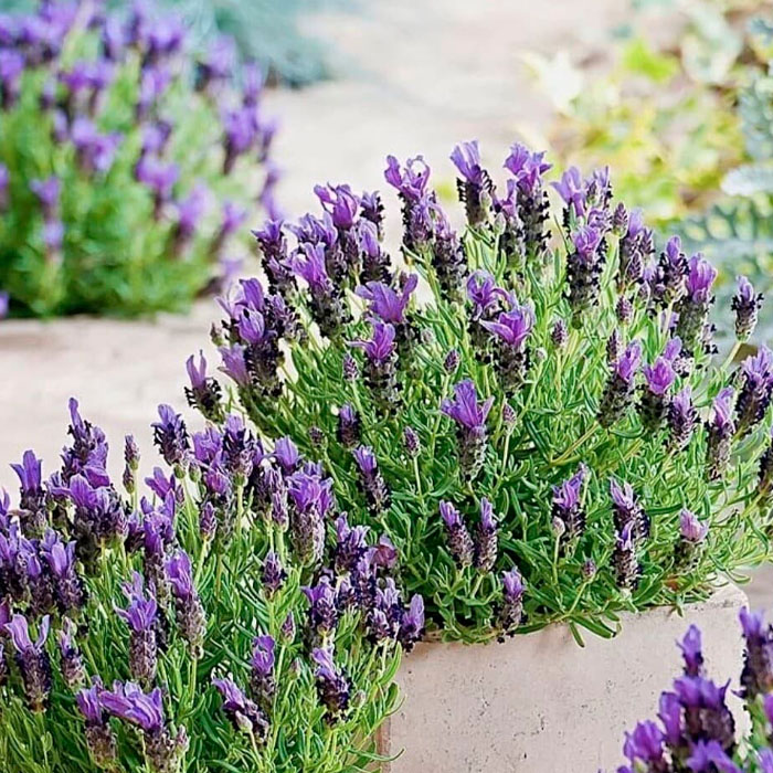 Насіння лаванди «Вузьколиста»