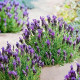 Насіння лаванди «Вузьколиста»