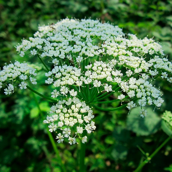 Насіння любистку «Лікар»