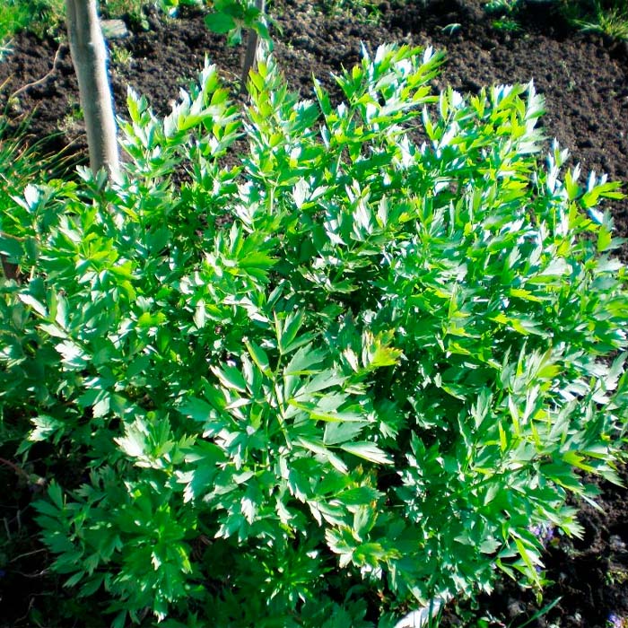 Насіння любистку «Лікар»