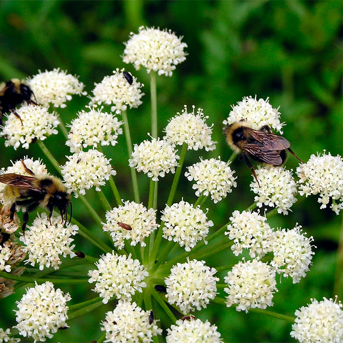 Насіння любистку «Лікар»