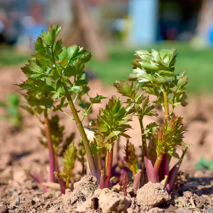 Насіння любистку «Лікар»