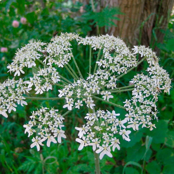Насіння любистку «Лікар»