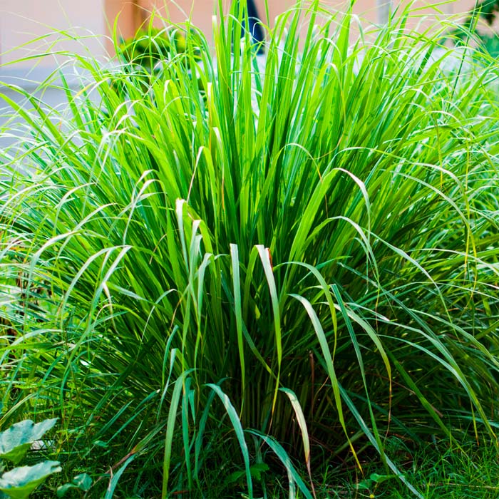 Насіння лимонної трави «Лемонграс»