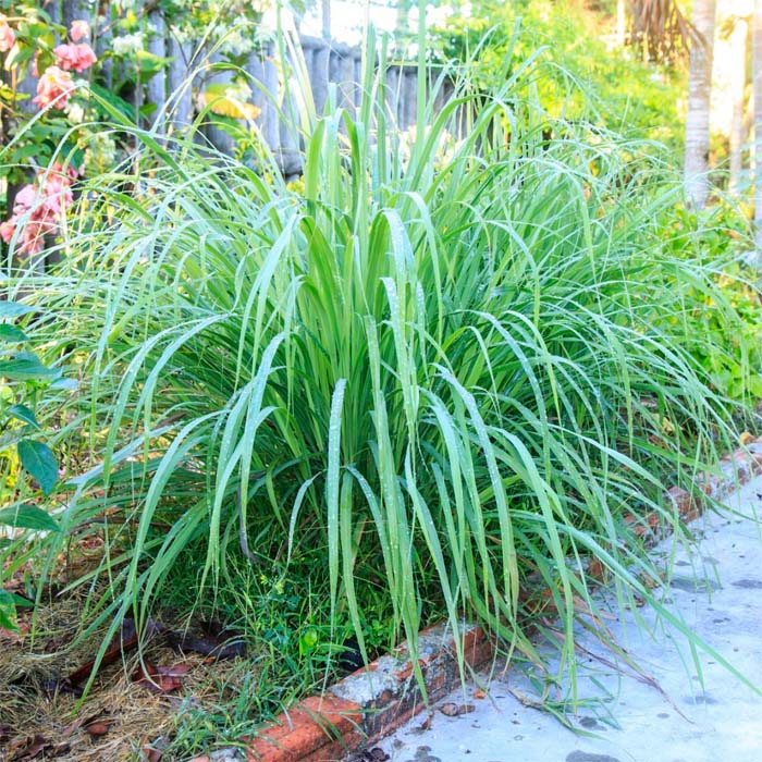 Насіння лимонної трави «Лемонграс»