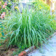 Насіння лимонної трави «Лемонграс»