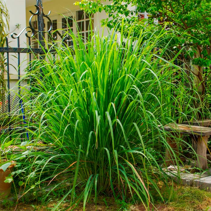 Насіння лимонної трави «Лемонграс»