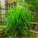 Насіння лимонної трави «Лемонграс»