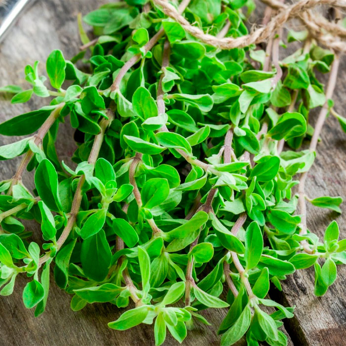 Насіння майорану «Гурман»