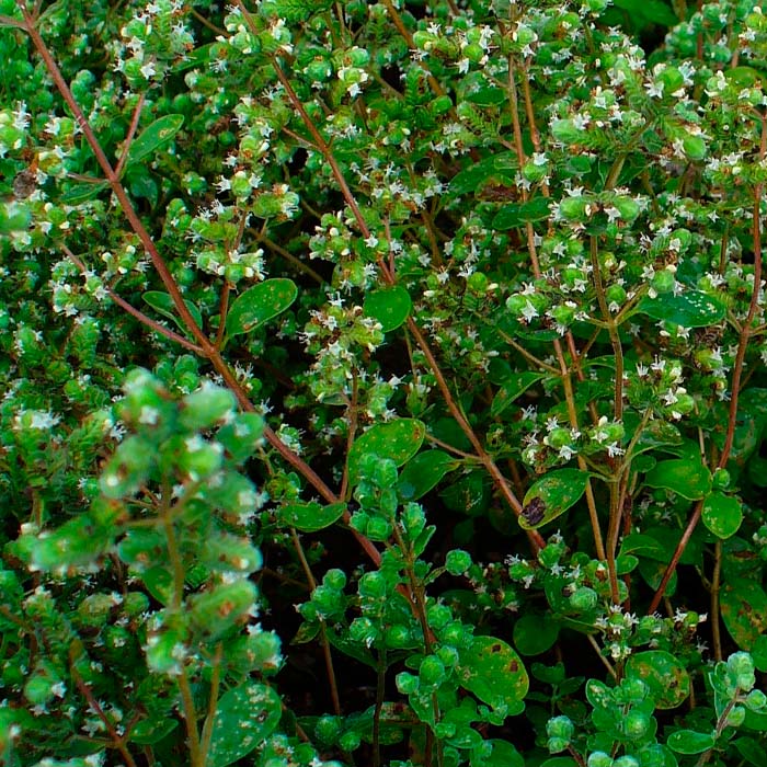 Насіння майорану «Гурман»