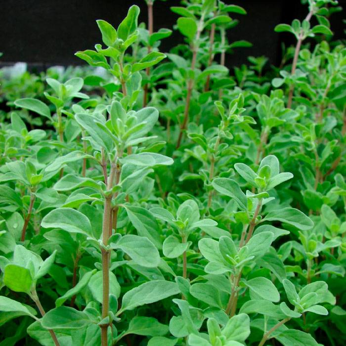 Насіння майорану «Гурман»