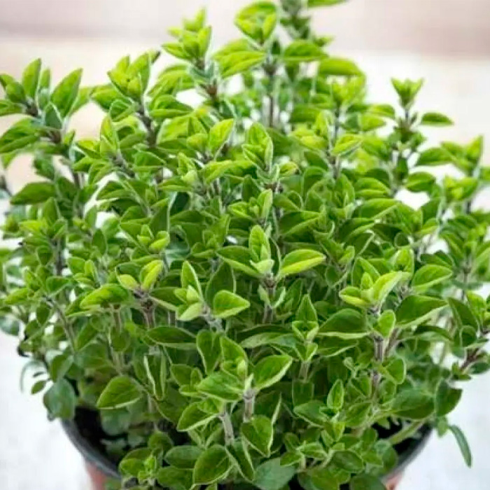 Насіння майорану «Гурман»