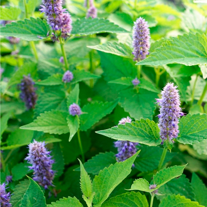 Насіння м’яти «Перцева»