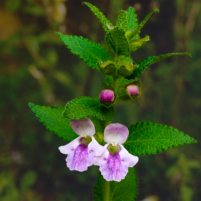 Насіння м’яти «Перцева»