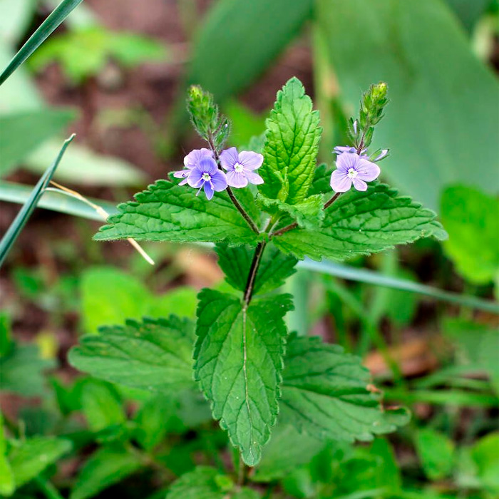 Насіння м’яти «Перцева»