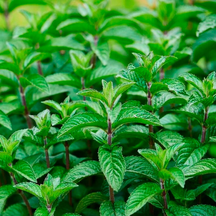 Насіння м’яти «Перцева»